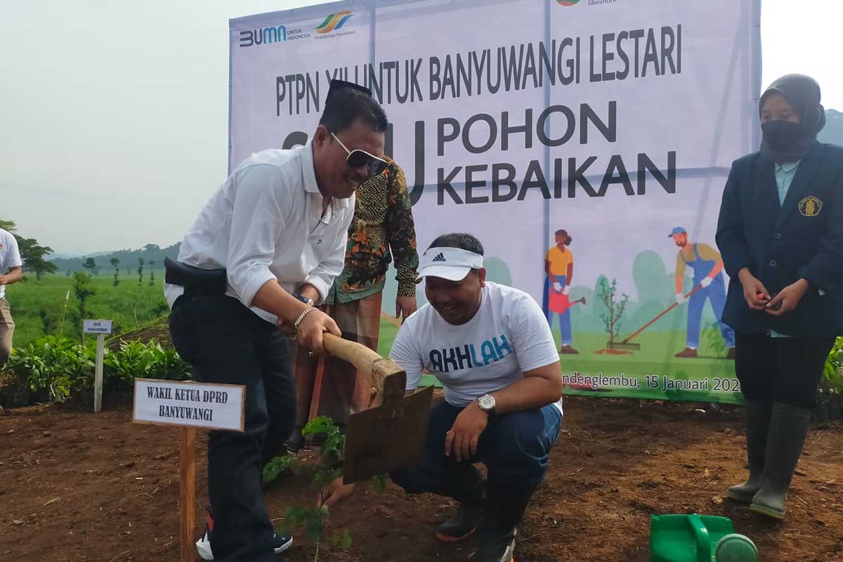 PTPN XII Untuk Banyuwangi Rebound Satu Pohon Sejuta Kebaikan