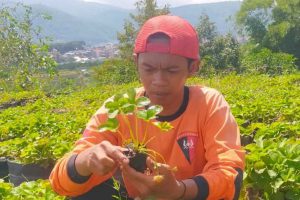 Petani stroberi dari Desa Pandanrejo, Inung Prayogi. (ist) - Cuaca Sering Berubah, Petani Stroberi di Batu Jadi Gundah