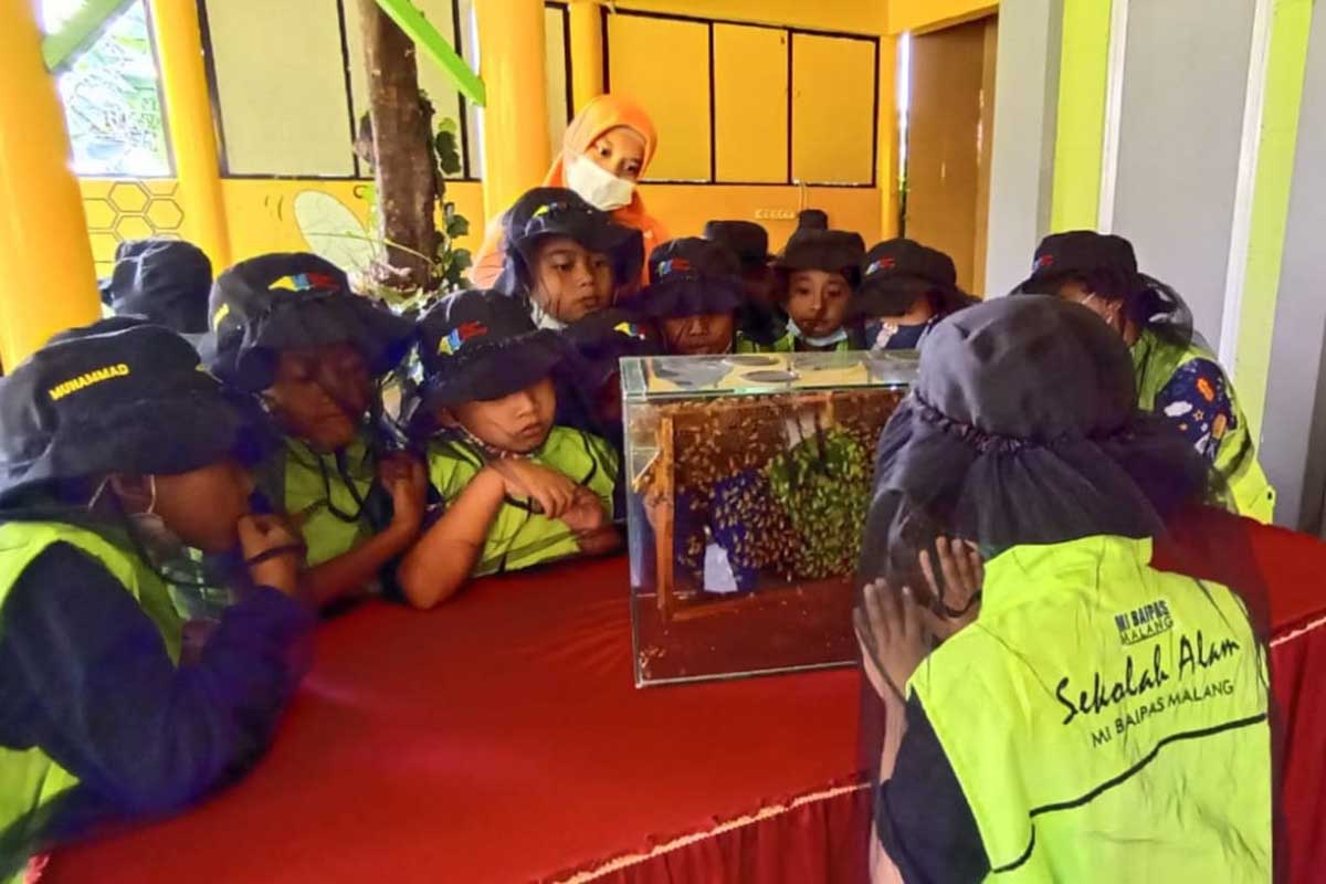 Siswa peserta edukasi lebah madu, sedang melihat lebah di dalam akuarium. (ist) - Pusat Perlebahan Kota Batu, Jujugan Calon Pengusaha Ternak Lebah Madu