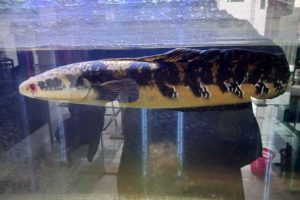 Ikan Snakehead. (ws3) - Snakehead, Ikan Berkepala Ular Jadi Buruan Kolektor