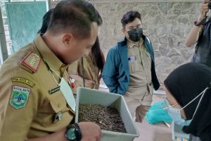 Kepala DLH Batu menunjukkan kepompong maggot yang akan berubah menjadi lalat. (ws3) - Urai Sampah Organik, DLH Batu Gunakan Maggot