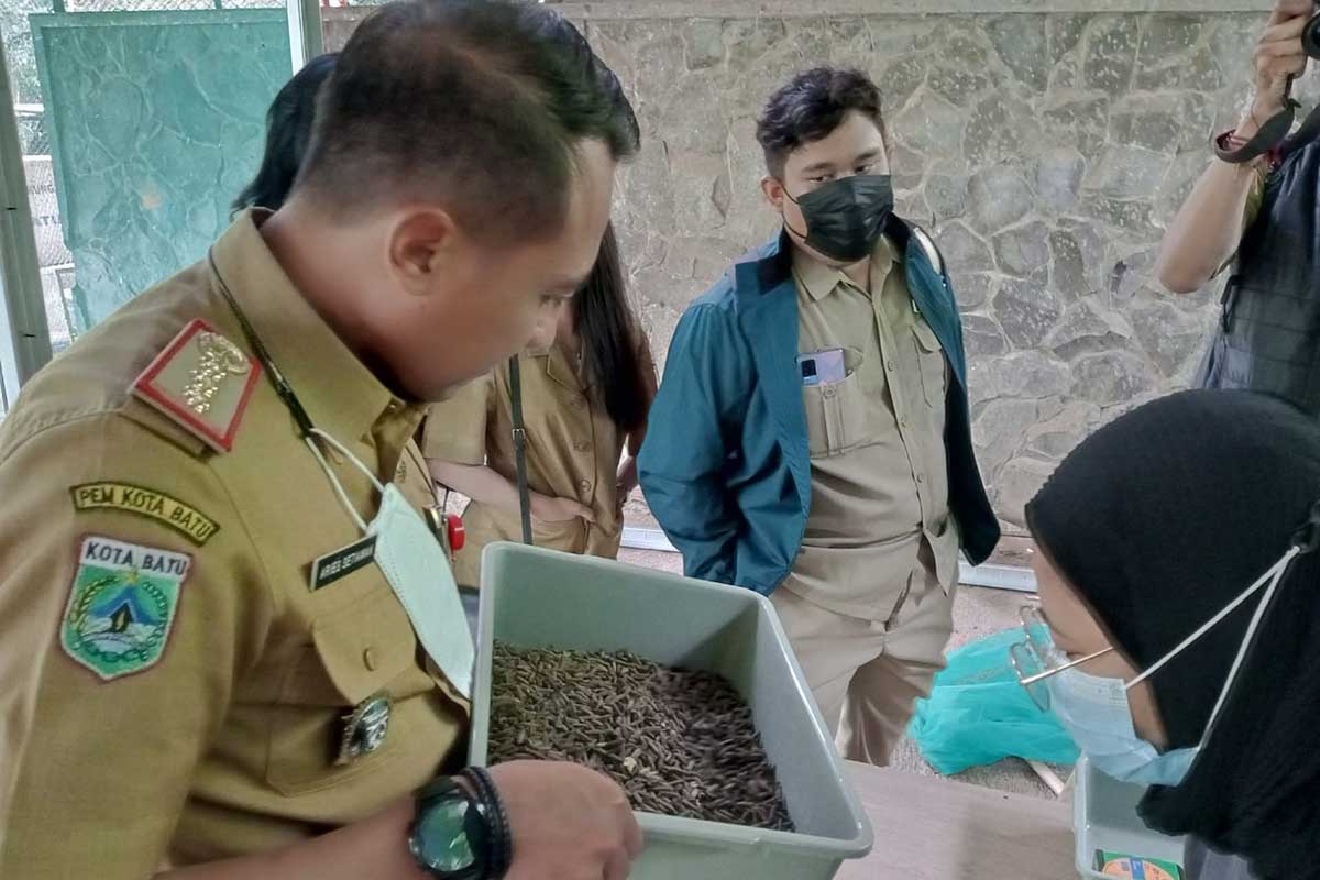 Kepala DLH Batu menunjukkan kepompong maggot yang akan berubah menjadi lalat. (ws3) - Urai Sampah Organik, DLH Batu Gunakan Maggot