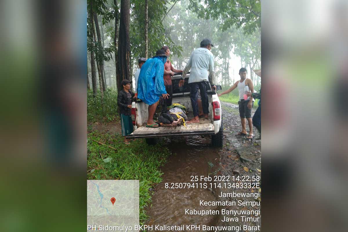 Korban tewas tertimpa pohon pinus ketika dievakuasi warga - Penyadap Getah Pinus Tewas Tertimpa Pohon Pinus