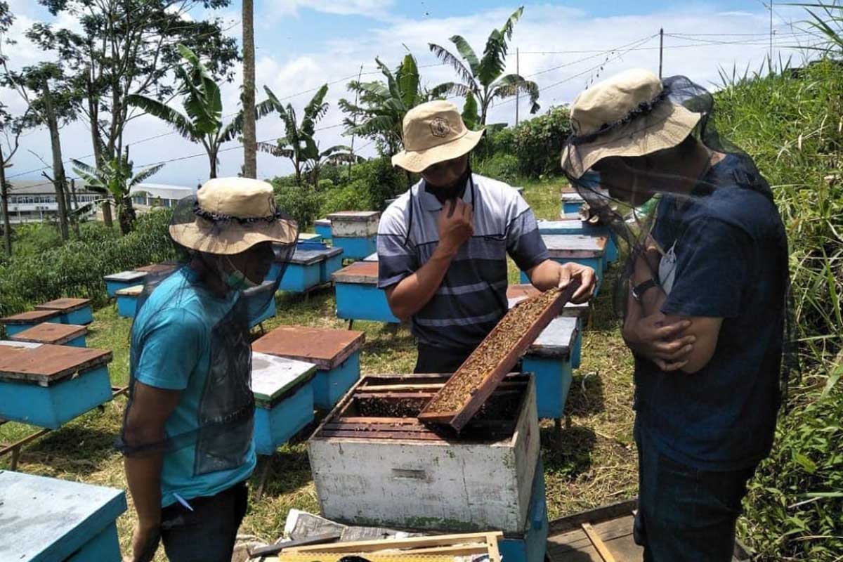 Peninjauan sarang lebah madu milik PPKB. (ist) - Awal Tahun Musim Paceklik Madu, Begini Cara Petani Lebah Mengatasinya