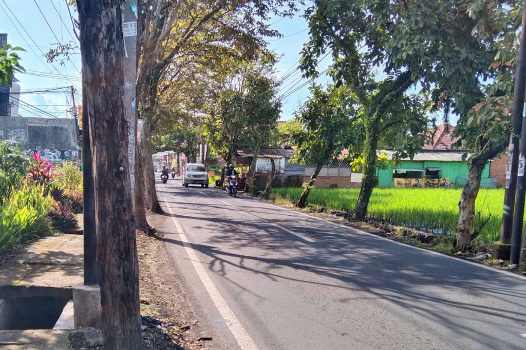 Penyempitan jalan berada di titik pertengahan Jalan Saxophone terdapat pohon dan persawahan sisi kanan dan timur. (jaz) - Rekayasa Lalin Jembatan Tlogomas, Dishub Tunggu Dua Pekan Pasca Diresmikan