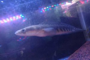 Ikan Channa Ukuran lebih dari 20 cm, seharga Rp 500.000, jadi incaran masyarakat. (ws4) - Trend Ikan Channa Menggeliat di Malang