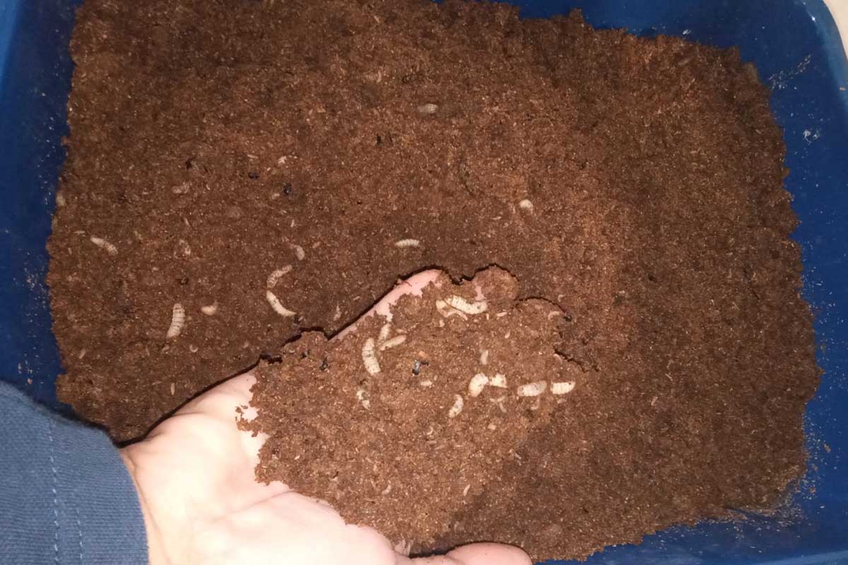 Maggot selama 45 hari, tepung coklat dijadikan pupuk organik, belatung dijadikan makanan unggas. (ws4) - Budidaya Maggot, Jadi Solusi Pengurai Sampah Organik
