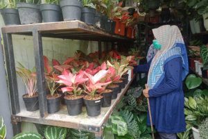 Pemilik stand tanaman hias, di Pasar Bunga Splendid Kota Malang, Ade, saat menunjukan koleksi Aglonema. (ws4) - Harga Tanaman Aglonema Alami Penurunan Signifikan