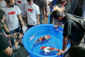 Proses penjurian salah satu kategori kontes ikan hias Koi. (ws3) - Kontes Koi di Batu, Diramaikan Ratusan Kontestan se-Indonesia