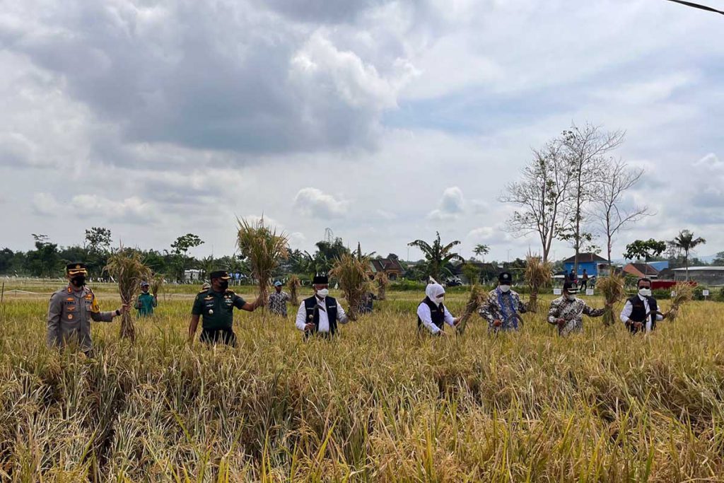 Gubernur Jatim, Khofifah Indar Parawansa, bersama jajaran Forkopimda Kabupaten Malang, pada Panen Raya Padi Hibrida Desa Banjararum, Kecamatan Singosari, Kabupaten Malang. (ws5) - Upayakan Ketahanan Pangan Nasional, Khofifah: Jawa Timur Produsen Padi Terbesar