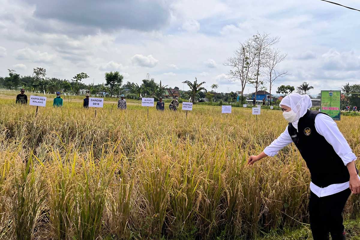 Gubernur Jatim, Khofifah Indar Parawansa, saat meninjau langsung padi yang akan siap dipanen. (ws5) - Upayakan Ketahanan Pangan Nasional, Khofifah: Jawa Timur Produsen Padi Terbesar