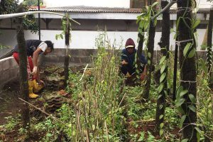 Kegiatan budidaya tanaman vanili di lahan BLK YPPII Batu. (ist) - Belum Lama Diresmikan, BLK YPPI Mulai Kembangkan Pertanian Vanili