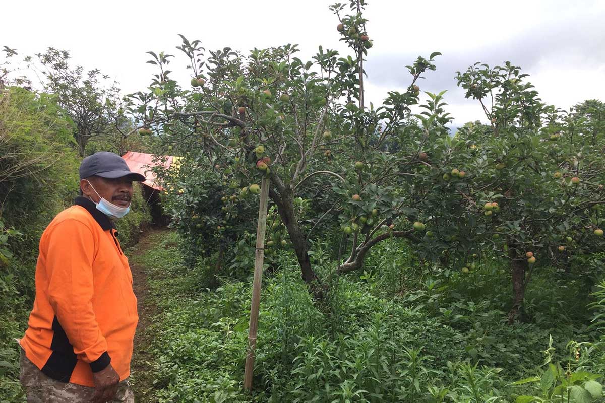 Petani Apel asal Dusun Gerdu, Desa Tulungrejo, Kecamatan Bumiaji, Kota Batu, Utomo. (ist) - Perubahan Iklim di Kota Batu, Ini Cara Yang Dilakukan Petani Apel
