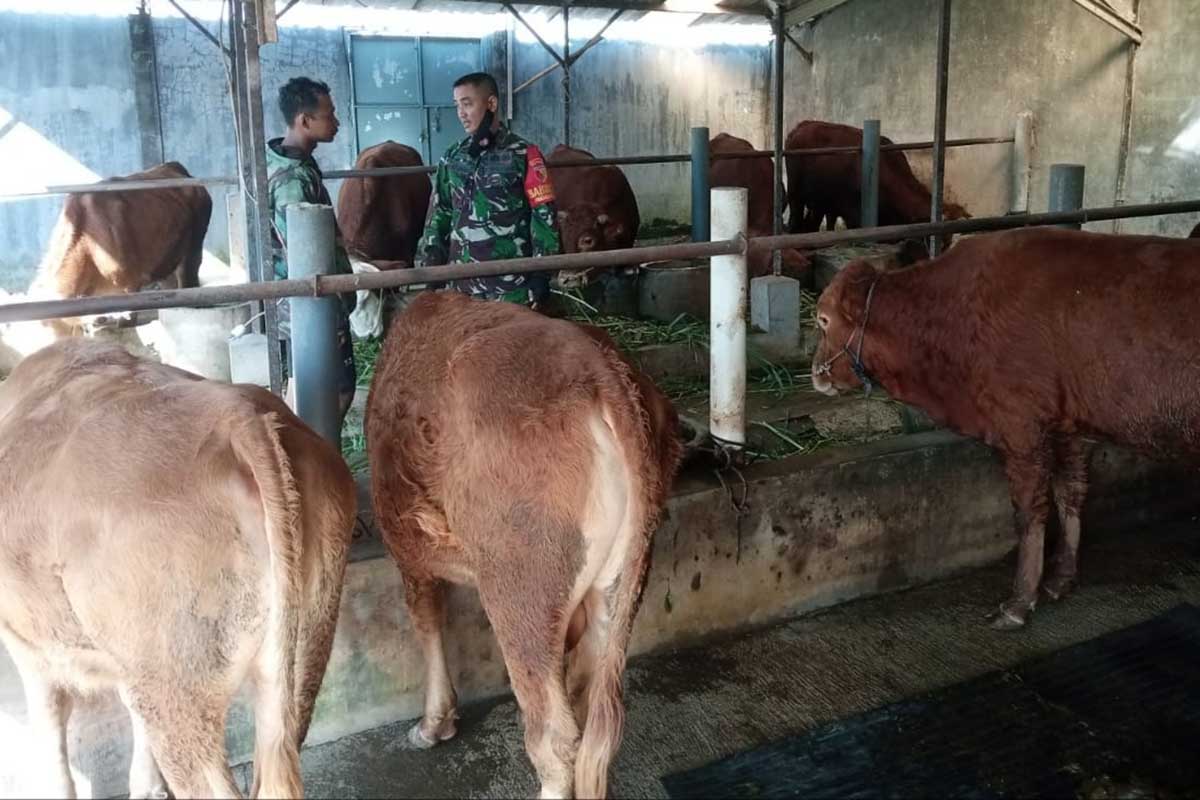 Babinsa Pandanwangi memantau kesehatan hewan ternak. (ist) - Percepat Penanggulangan PMK, Babinsa Pandanwangi Pantau Kesehatan Hewan Ternak
