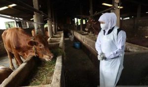 Hewan ternak. (ist) - Kementan Tegaskan Kasus PMK Hanya 20 Ribu, Bukan 5 Juta Kasus