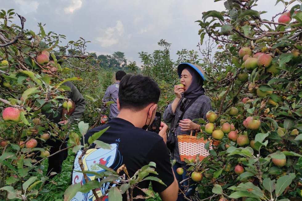 Rombongan menikmati wisata petik apel di Desa Tulungrejo.