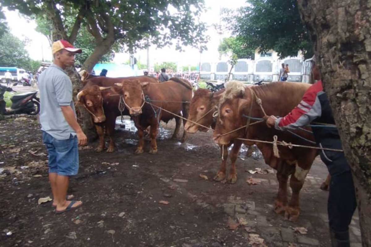 Ilustrasi sapi-sapi di pasar sapi di Kabupaten Malang. (ist) - PMK di Kota Malang Bertambah Tujuh Ekor Kasus