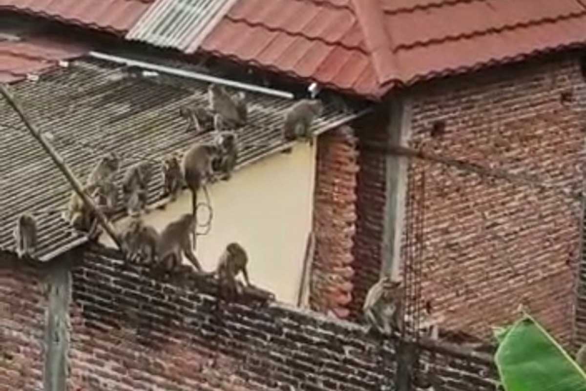 Kawanan monyet dari wisata Wendit yang masuk pemukiman warga. (ws6) - Kawanan Monyet Wisata Wendit Resahkan Warga