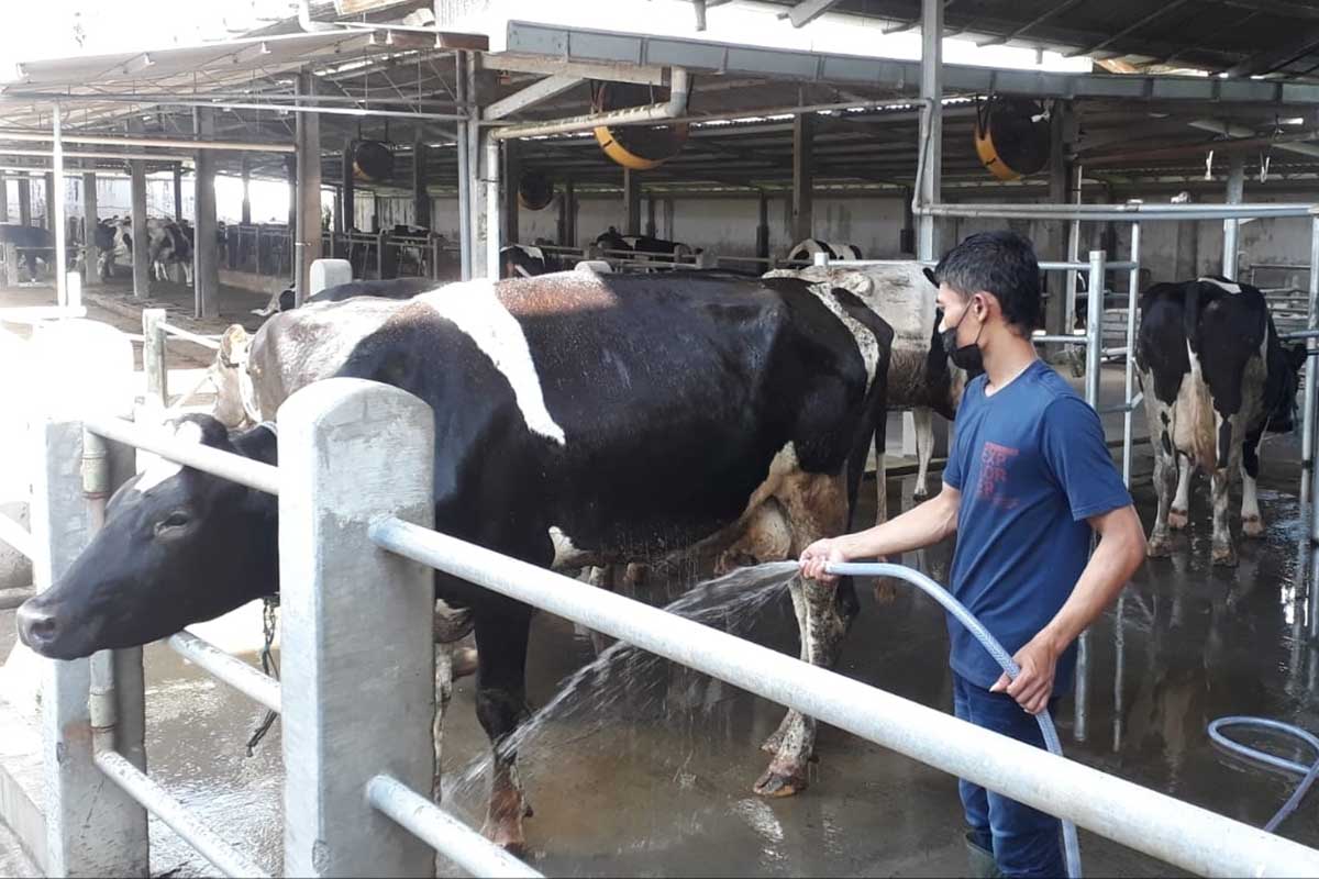 Kegiatan rutin para peternak Milkindo Farm melakukan perawatan dan pembersihan sapi perah. (ist) - Cegah PMK, Milkindo Farm Lockdown Kandang dan Tidurkan Jual Beli Sapi