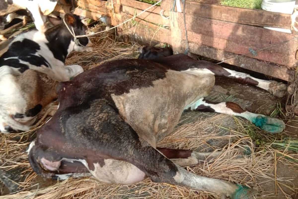Kondisi sapi yang mati misterius. (ist) - Puluhan Sapi Mati, Polsek Junrejo Gercep Tindaklanjuti Laporan Warga