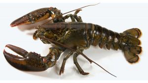 Foto lobster segar. (ist) - Harga Lobster Turun, Nelayan Pantai Tamban Rugi Ratusan Juta