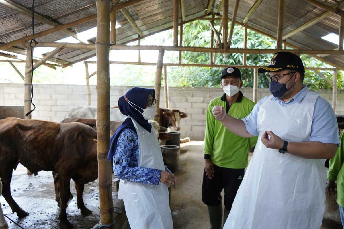 Mas Dhito saat melakukan pengecekan di kandang ternak program desa korporasi sapi Poktan Ngadimulyo, Kecamatan Ngadiluwih, Selasa (17/5/2022). (Memo X/kmf) - Mas Dhito Perketat Lalu Lintas Ternak dari Daerah Terinfeksi PMK - Waspadai Panic Selling