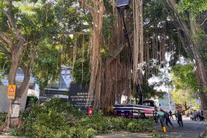 Para personel gabungan saat menjalankan tugas pembersihan akar dan ranting pohon beringin. (ws5) - Personel Gabungan Bersihkan Akar Beringin, Perluas Jarak Pandang Pengguna Jalan