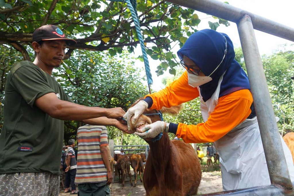 Pengecekan dilakukan secara intens di pasar-pasar hewan, RPH termasuk pengawasan di perbatasan terutama jalan yang menjadi pintu masuknya hewan ternak dari luar daerah. (Memo X/mam/ji) - Bupati Instruksikan DKPP Lakukan Cek Ternak - Antisipasi PMK pada Hewan Ternak