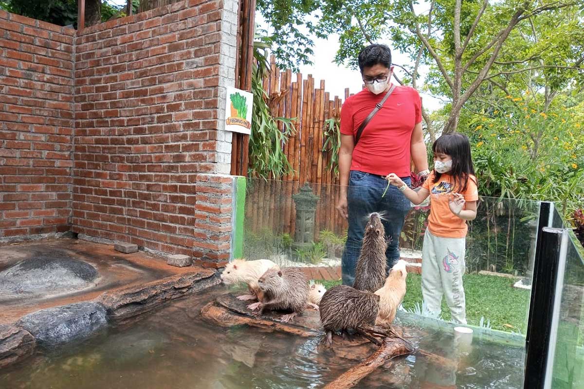 Pengunjung Farm land, saat memberi makan hewan. (dik) - Farm Land, Wisata Edukasi dan Interaksi Hewan Ternak di Eco Interaktif Park