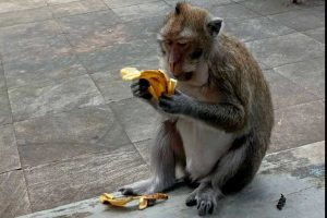 Salah satu monyet Wisata Air Wendit. (ist) - UPT Wisata Air Wendit Wedok Bantah Monyet Berkeliaran Karena Kelaparan