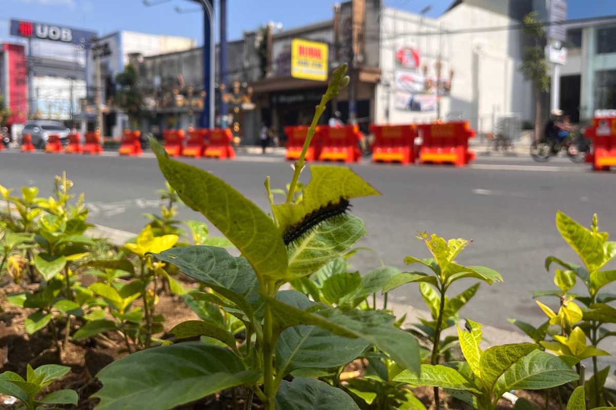 Tumbuhan yang diserang ulat bulu di kawasan Kayutangan Heritage di Jalan Jenderal Basuki Rahmat. (ws5) - Serangan Ulat Bulu Resahkan Pengunjung Kayutangan Heritage