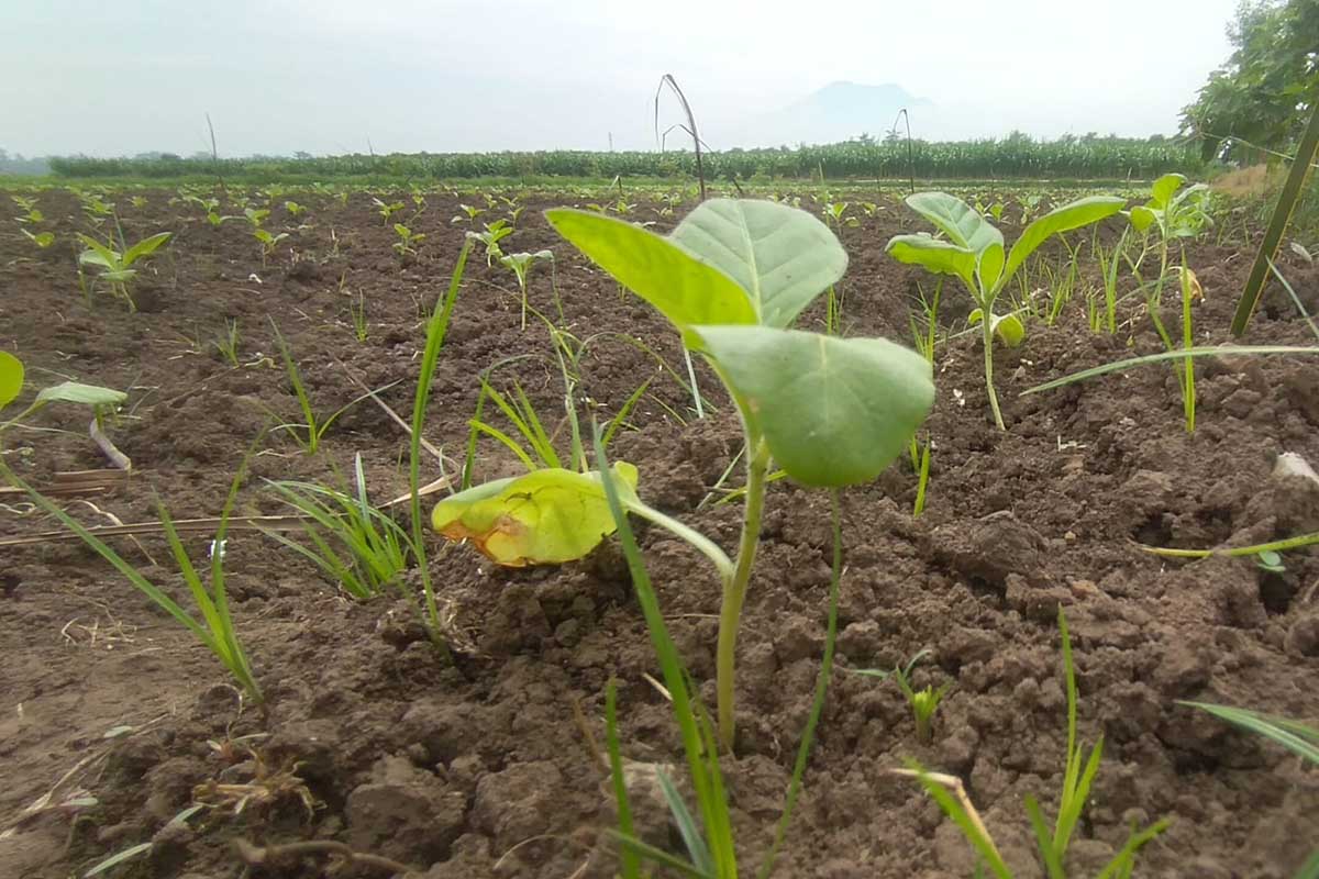 Bibit tembakau yang baru ditanam. (ws6) - Musim Hujan Berkepanjangan, Tanam Tembakau Mundur