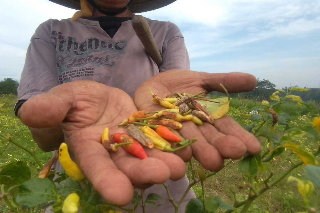 Cabai petani terkena hama buah. (ws6) - Hujan Terus Mengguyur, Petani Cabai Gagal Panen