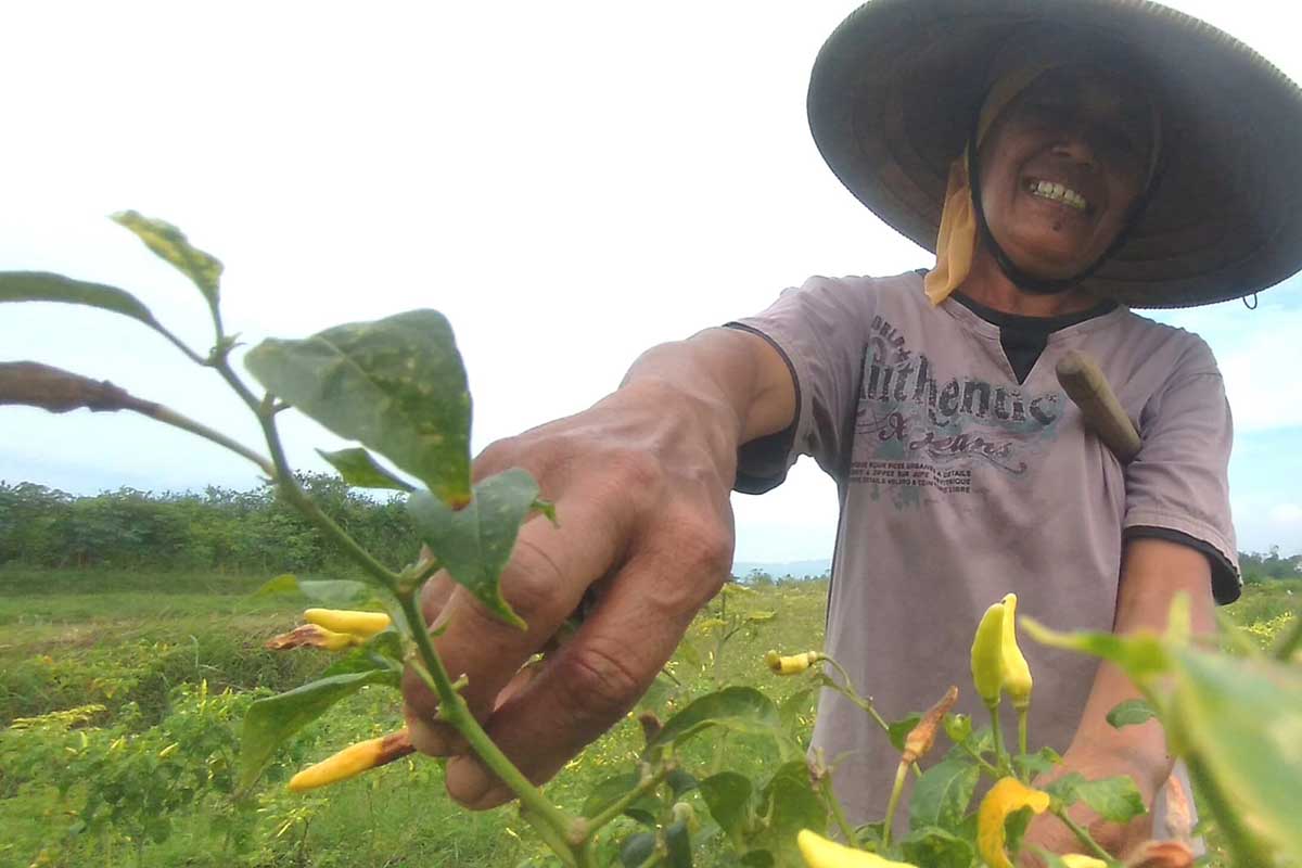 Hujan Terus Mengguyur, Petani Cabai Gagal Panen
