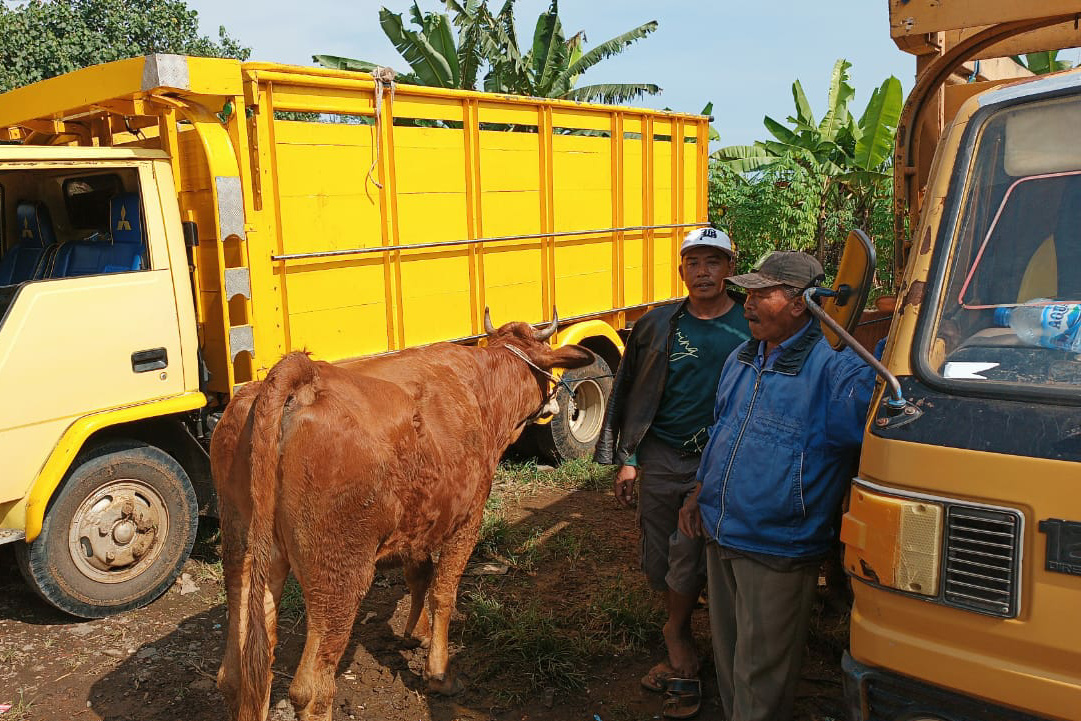 Para pedagang sapi yang tengah berjualan di pinggir jalan