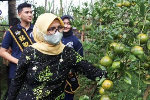 Bupati Blitar Rini Syarifah meninjau potensi buah jeruk di Desa Jambepawon Kecamatan Doko. (leh)