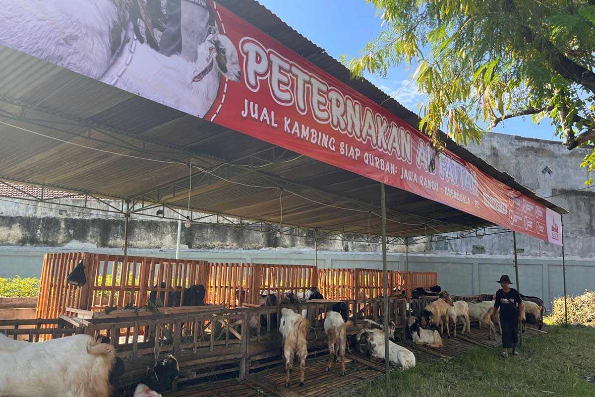 Pedagang kambing yang berjualan di Jalan Mertojoyo Selatan, Lowokwaru. (bim) - Imbas PMK, Pedagang Kambing di Kota Malang Berikan Garansi Kematian