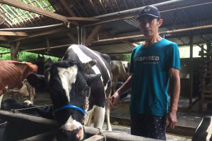 Peternak sapi yang memberikan Eco Enzym untuk ternaknya yang terkena PMK. (dik) - Relawan "EE" Bagikan Obat Alternatif Eco Enzym Prihatin Kasus PMK - Relawan "EE" Bagikan Obat Alternatif Eco Enzym - Prihatin Kasus PMK - Prihatin Kasus PMK, Relawan "EE" Bagikan Obat Alternatif Eco Enzym