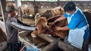Proses penyuntikan vaksin pada hewan ternak. (ist) - Pedagang Hewan Kurban Kota Malang Wajib Kantongi Izin Berjualan
