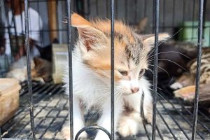 Salah satu kucing yang diperjualbelikan di Pasar Splendid Kota Malang. (bim) - Soal Jual Beli Kucing di Splendid, Made Meminta Pedagang Memperhatikan Kesehatannya