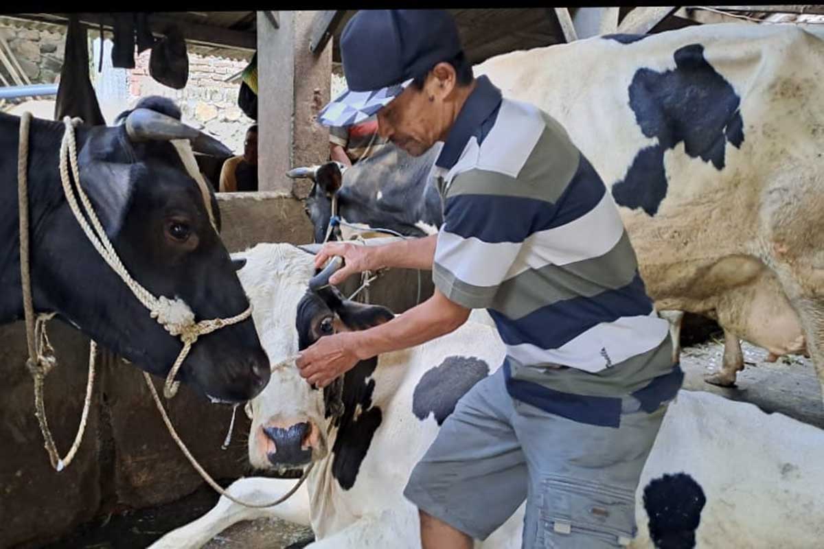Salah seorang peternak Sapi di Kelurahan Songgokerto. (dik) - Wabah PMK Paling Banyak Menyerang Ternak di Kecamatan Batu