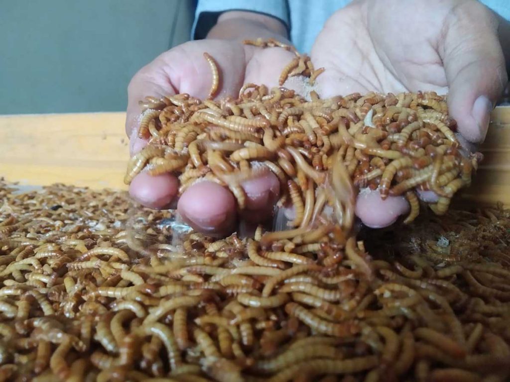 Budidaya Ulat Hongkong. (ws6) - Cuaca Ekstrim, Produksi Ulat Hongkong Menurun