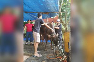 PMK Tak Surutkan Warga Perum Jasatirta untuk Kurban di Idul Adha