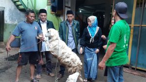 KURBAN: Pemotongan dan pembagian daging kurban di Kantor Sekretariat DPW Barikade Gus Dur Jatim, Jl Kol Sugiono, Ngingas Waru, Senin (12/7/2022) - Idul Adha 1443 H, Barikade Gus Dur Jatim Berbagi Hewan Kurban