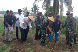 Penanaman lahan tidur di Wonokoyo. (ist) - TNI-Rakyat Tanam Serentak Lahan Tidur di Wonokoyo