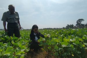 pengecekan tumbuhan kedelai di lahan.