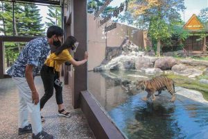 Pengunjung sedang menyaksikan Harimau Sumatera, Koleksi JTP 2. (ist) - Jatim Park Dua Rayakan Hari Harimau Sedunia