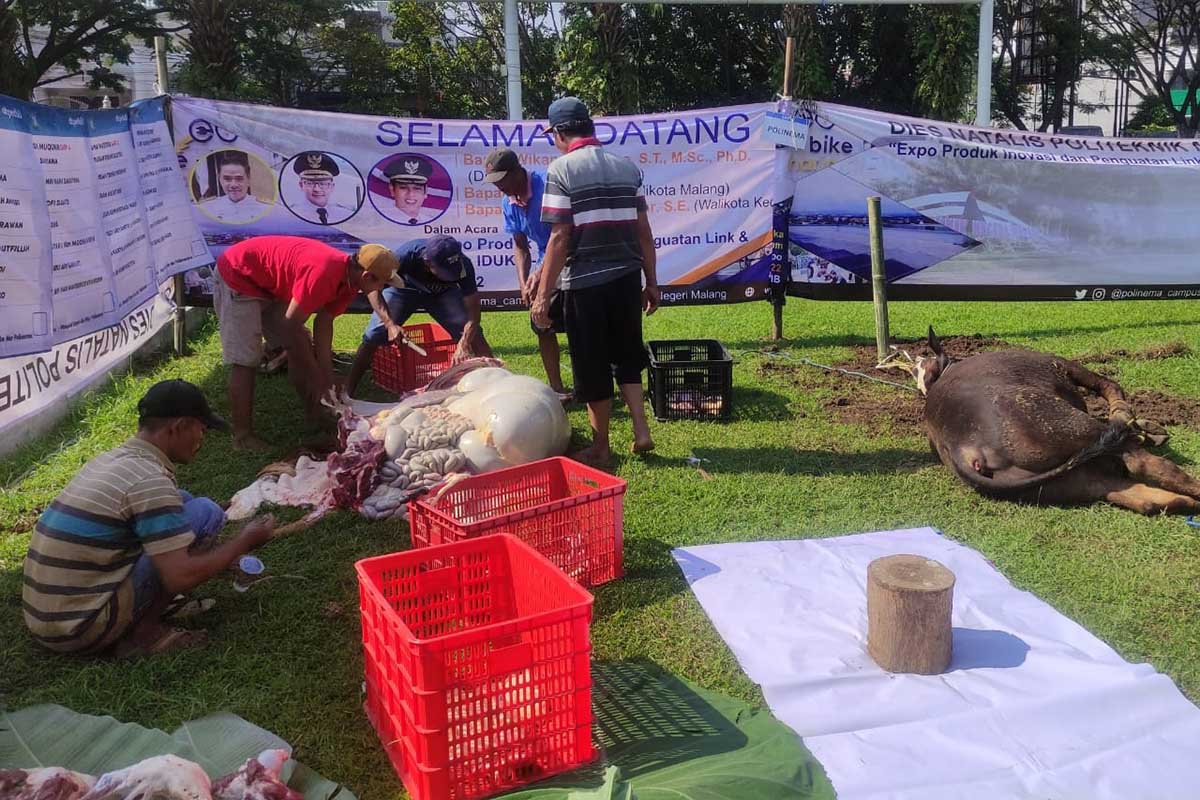 Penyembelihan hewan kurban Polinema. (rhd) - Pastikan Bebas PMK, Polinema Sembelih 6 Sapi dan 4 Kambing