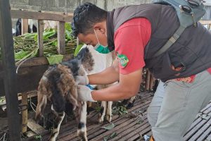 Petugas DPKP memasangkan Neck Tag pada hewan yang dijual untuk Idul Adha. (dik) - Mau Beli Hewan Kurban, Perhatikan Neck Tag Hewan