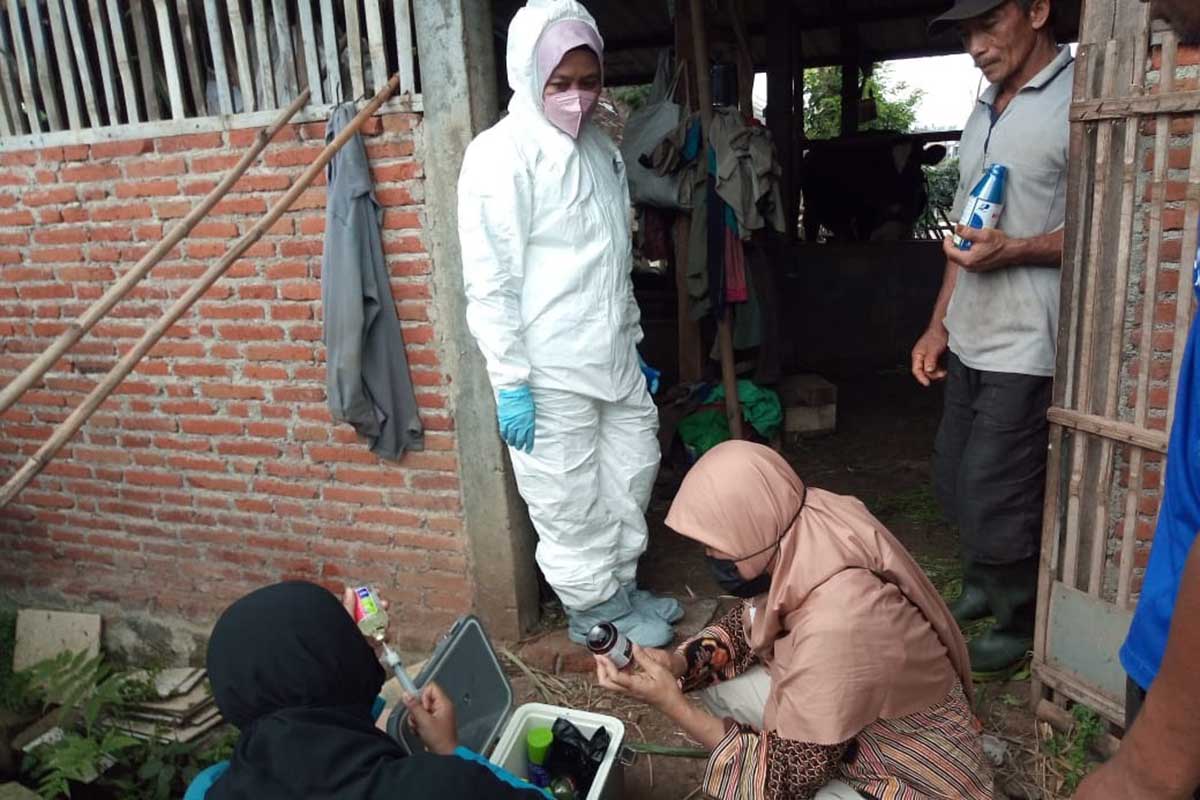 Petugas kesehatan hewan mempersiapkan Vaksin PMK. (dik) - Kecamatan Bumiaji Paling Banyak Terima Vaksin PMK
